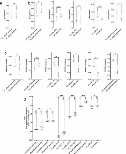 Figure 4. Regulation of the LoB5-SV40 promoter activity by CGGBP1. A: pGL3-LoB5 construct was transfected in HEK293T cells with normal and depleted levels of CGGBP1. Transcript levels were compared at different episomal regions between CT and KD. SV40 Promoter and FF luciferase show a non-significant increase in transcript levels upon removal of CGGBP1. B: Similarly, SV40 promoter, immediate upstream located f1Ori and AmpR regions also show a non-significant increase in transcript levels in the absence of CGGBP1. However, the SV40 enhancer exhibits a strong decline in transcriptional activity, while Ori remains immune to any significant transcriptional changes upon CGGBP1 depletion. C: RNA Polymerase II occupancy was compared across the episomal landscape between CT and KD. In agreement with transcript levels, the SV40 promoter and FF luciferase do not show significant changes in RNA Polymerase II levels. However, f1Ori and AmpR, the immediate upstream regions of the episomal LoB5 site, show a significant decrease in RNA Polymerase II levels in KD. Similarly, RNA Polymerase II levels at SV40 enhancer and Ori portray a significant reduction in KD. D: Ratios of relative RNA abundance to RNA Polymerase II were calculated at different locations on the LoB5 episomal system. The ratios were the lowest at the SV40 promoter and the luciferase gene regions. Unlike other regions, the luciferase gene body showed the lowest ratio of RNA to RNA Polymerase II