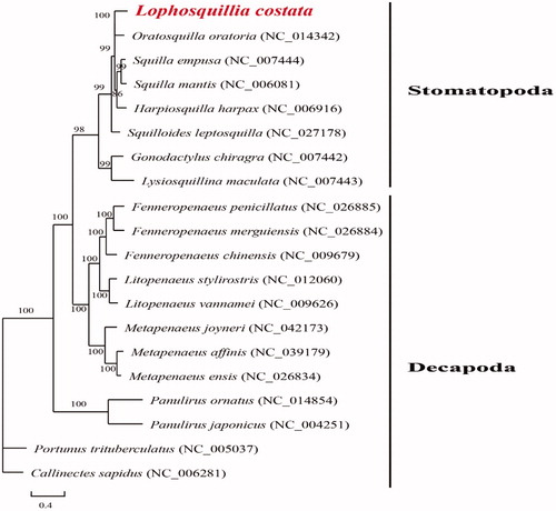 Figure 1. Phylogenetic tree of Lophosquillia costata and other genomes from Order Stomatopoda and Decapoda based on mitochondrial PCGs.