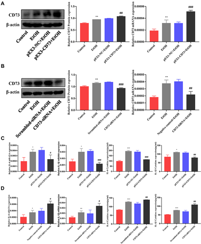 Figure 4 CD73 inhibited the secretion of IL-6 and IL-1β in RAW264.7 cells induced by EtOH. (A) The protein and mRNA levels of CD73 in RAW264.7 cells. **P < 0.01 compared with the control group. ##P < 0.01, ###P < 0.001 compared with the pEX3-NC+EtOH group. (B) The protein and mRNA levels of CD73 in RAW264.7 cells. **P < 0.01 compared with control group. ##P < 0.01, ###P < 0.001 compared with the scrambled-siRNA+EtOH group. (C) The levels of proinflammatory cytokines (IL-6 and IL-1β) in culture supernatants were determined by ELISA, and the mRNA levels of IL-6 and IL-1β in RAW264.7 cells. *P < 0.05, ***P < 0.001 compared with the control group. #P < 0.05, ##P < 0.01, ###P < 0.001 compared with the pEX3-NC+EtOH group. (D) The levels of proinflammatory cytokines (IL-6 and IL-1β) in culture supernatants were determined by ELISA, and the mRNA levels of IL-6 and IL-1β in RAW264.7 cells. *P < 0.05, **P < 0.01, ***P < 0.001 compared with the control group. #P < 0.05, ##P < 0.01 compared with the scrambled-siRNA+EtOH group.