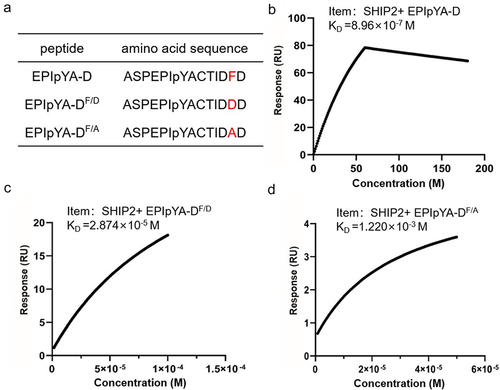 Figure 7. Confirmation of key role of Phe-120 in the interaction between EPIpYA-D and SHIP2-SH2. (a) Sequences of EPIpYA-D and its mutant peptides. (b–d) Stoichiometric reaction curves of SHIP2-SH2 interacting with EPIpYA-D or its mutant peptides from SPR analysis.