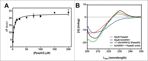 Figure 3. Interaction of Ppep63 peptide with Itch-WW1 domain. (A) Intrinsic fluorescence changes of Itch-WW1 (5 μM) at the increase of P-pep63 concentration. The quenching of the emission band of Itch-WW1 using an 280 nm λex and 330 nm λem in 10 mM potassium phosphate buffer, 100 mM NaCl, 0.1 mM EDTA, 5 mM DTT, pH 6.0, at 37°C; (B) Far-UV spectra of 50 μM ItchWW1 (blue), of 50 μM Ppep63 (red), of the mixture Itch-WW1/Ppep63 in a molar ratio 1:1 (black) and of the arithmetic sum of the spectra of the single components (green). All CD spectra were acquired in 10 mM potassium phosphate buffer, 100 mM NaCl, 0.1 mM EDTA, 5 mM DTT, pH 6.0, at 37°C, using a 0.1 cm path length quartz cell.