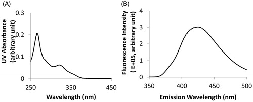 Figure 1. Quantification of BEZ. (A) The UV absorbance spectrum showed an absorbance peak at 325 nm. (B) The fluorescence spectrum showed an emission peak at 425 nm when BEZ solution was excited at 325 nm.