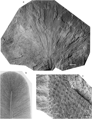 Figure 7. Lepidodendron longifolium Brongniart ex Lindley and Hutton, Národní muzeum (Prague); all specimens from Whetstone Horizon (Duckmantian). (a), Specimen E 7647 (holotype); Svinná, Czech Republic (photo by Lenka Váchová); scale bar = 30 mm. (b), Illustration of the holotype from Sternberg (Citation1820). (c) 1820, close-up of wider stem showing leaf cushions and attached leaves; Chomle, Czech Republic (photo by S. Opluštil; figured by Němejc, Citation1934, pl. 2, fig. 3); scale bar = 10 mm.