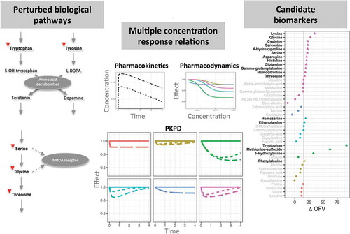 Figure 3. A metabolomics study combined with multivariate PK/PD modeling revealed 6 diverse response patterns (middle) for remoxipride in rats. These response patterns were represented by 18 metabolites that could potentially function as biomarker (right), rendering further validation. The response clusters were associated with 2 known biological pathways (left). Modified from reference [Citation95] with permission of Elsevier.