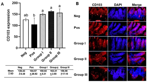 Figure 2 The measurement of CD103 intestinal dendritic cells. (A) CD103 expression analyzed by one-way ANOVA and Tukey multi-comparison test. Different letters/notations represent statistically significant differences (p < 0.05). (B) Immunofluorescence of CD103 expression.