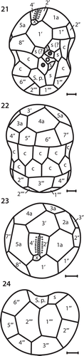 Figs 21–24. Drawings of motile cells showing surface morphology and amphiesmal plate arrangements. Fig. 21. Ventral/sulcal view. Fig. 22. Dorsal view. Fig. 23. Apical view. Fig. 24. Antapical view. Cingulum (c), accessory sulcal plates (s), sulcal or cingulum plates (s?) and posterior sulcal plate (S.p.). All scale bars = 2 µm.