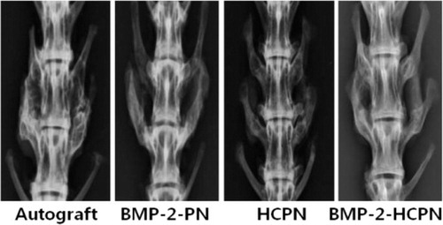 Figure 2. Representative radiographs showing the status of the spinal fusion between the transverse processes of the fifth and sixth lumbar vertebrae in each group.