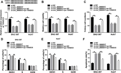 Figure 5 The suppressive role of circ_0000517 knockdown in HCC cell progression was reversed by TXNDC5 elevation. SNU-387 and Huh7 cells were transfected with si-NC, si-circ_0000517, si-circ_0000517+pc-NC or si-circ_0000517+pc-TXNDC5. (A) The protein level of TXNDC5 in SNU-387 and Huh7 cells was measured by western blot assay. (B) The viability of SNU-387 and Huh7 cells was assessed by CCK-8 assay. (C) The colony formation ability of SNU-387 and Huh7 cells was evaluated by cell colony formation assay. (D-F) Cell cycle and cell apoptosis in SNU-387 and Huh7 cells were analyzed by flow cytometry analysis. *P<0.05.