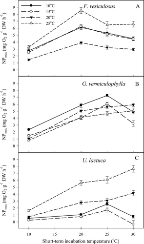 Fig. 4 Experiment II: Light-saturated net photosynthesis of short-term incubations to different long-term acclimation temperatures of (A) F. vesiculosus; (B) G. vermiculophylla and (C) U. lactuca. Errors are SE, N = 4.