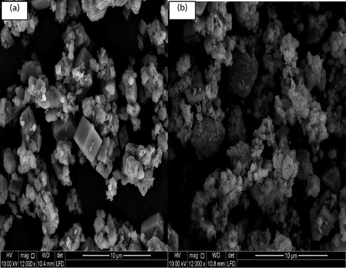 Figure 5. SEM images of IBSW (a) before dissolution and (b) at dissolution (60 min).
