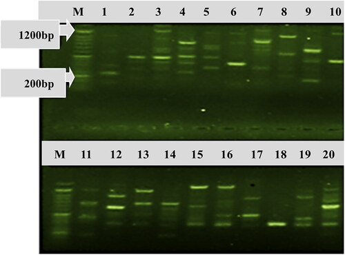 Figure 4. Banding patterns of some Colletotrichum lindemuthianum isolates collected from common bean genotypes and generated by rep-PCR. Lane M is 100 bp DNA molecular size marker (Cleaver Scientific DNA Marker CSL-MDNA-100BP for Gel Electrophoresis 100–1500 bp, https://www.reagecon.com/en-gb/cleaver-scientific-dna-marker-csl-mdna-100bp-for-6256961); Lanes 1–20 represent of C. lindemuthianum isolates etar-041, eta-002, etar-043, etar-049, etar-045, eta-001, etar-042, etar-044, eta-083, eta-009, eta-007, eta-081, eta-003, eta-006, etg-068, etar-047, eta-010, etg-066, etar-046 and eta-080, respectively.