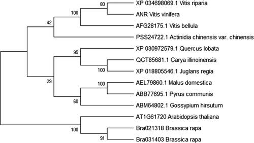 Figure 1. Phylogenetic tree of ANR proteins from grapevines and other species. The ANR protein in grapevines was translated from the coding region sequence after cloning and sequencing. ANR proteins from other species were retrieved from the NCBI GenBank database.