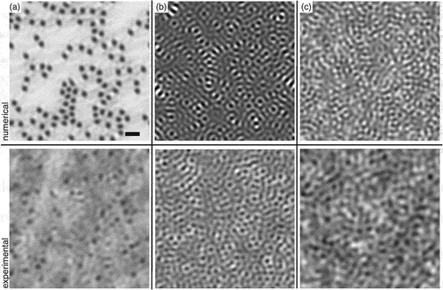 Figure 10. DTMM optical simulations of BPIII skyrmion structures compared with experimental images. Images represent from left to right a structure of isolated half-skyrmions (a), dense half-skyrmions (b) and dynamic BPIII phase (c). Note that all half-skyrmions in (a) and (b) are accompanied by the −1/2 disclinations (see Figure 9) but their size and distance to the half-skyrmion are below the resolution limit of our system. Scale bar marked on (a) corresponds to 500 nm on all images.
