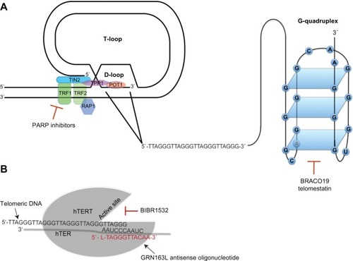 Figure 1 Telomeres and telomerase as therapeutic targets.