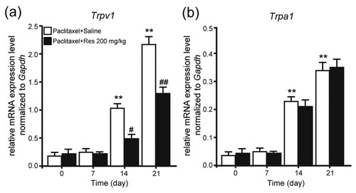 Figure 3. Effect of repeated Res injection on the mRNA expression of Trpv1 and Trpa1 in DRG. Effect of repeated Res (200 mg/kg) injection on the mRNA expression of TRPV1 (a) and TRPV4 (b) in DRG. Mean ± SEM, n = 8; **P < .01 vs. day 0; ##P < .01 vs. paclitaxel + saline; one-way analysis of variance followed by Fisher’s least significant difference post hoc test.
