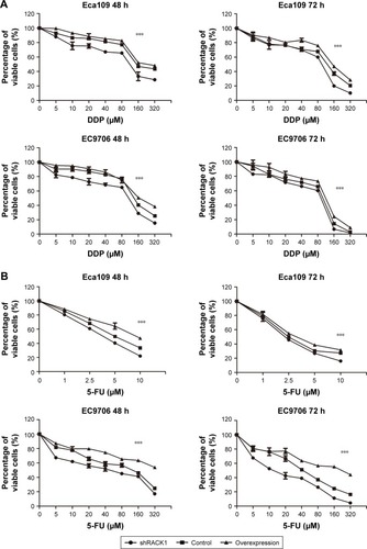 Figure 3 Elevated RACK1 increased the proliferation ability of esophageal carcinoma cells.