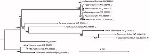 Figure 1. Maximum likelihood phylogenetic tree of Paeonia suffruticosa with species in Saxifragales, to which the Paeoniaceae family belongs. The chloroplast sequences of the Vitaceae family were used as the outgroup. Numbers in the node are the bootstrap values from 1000 replicates.