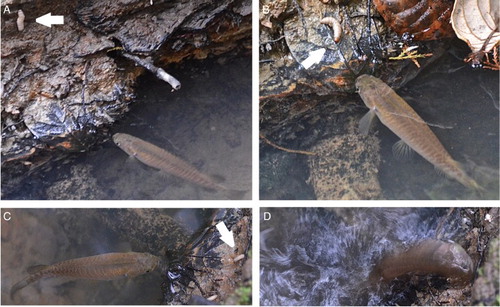 Figure 1 Behaviour of banded kōkopu when taking prey (arrowed) from the stream bank. Three different fish (smallest > c. 120 mm total length) are approximately perpendicular to the bank and close to the water surface in A, B, and C. Prey (arrowed) is detected and attacked between 12.5 cm (A) and 3 cm (B, C) from the water surface. The fish launches from a stationary position and takes the prey from the bank (D). It then falls back into the water, where the prey is swallowed.