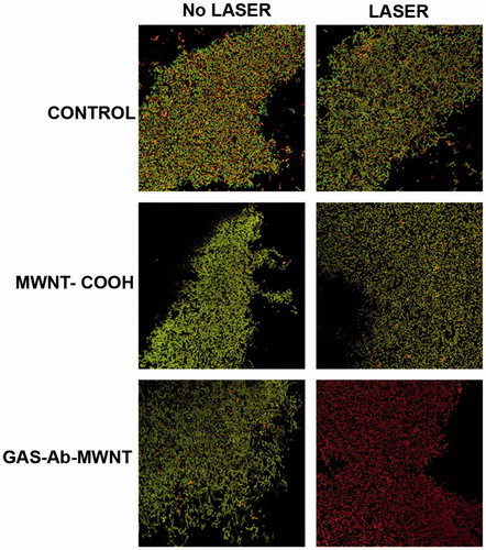 Figure 5. Confocal microscopy of the biofilms treated with MWNT and/or laser. Green indicates live cells and red indicates dead or dying cells. There was very little death of bacterial cells within the biofilms except for the group exposed to both GAS-Ab-MWNT and laser, where the majority of cells within the biofilm were unviable.