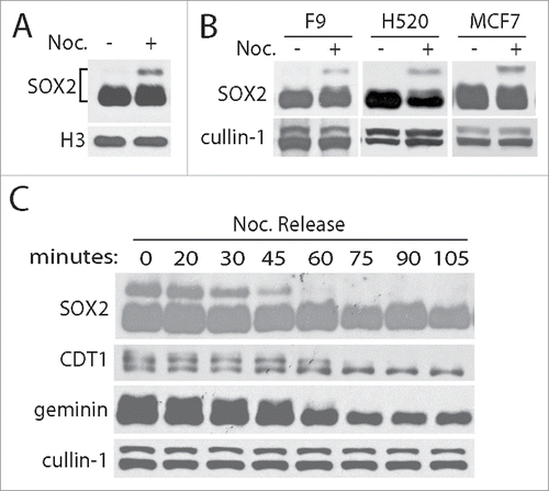Figure 1. SOX2 is specific modified in mitosis. (A) SOX2 was obviously modified in mitosis. In nocodazole (Noc., 50 ng/mL for 12 hours) treated human ovarian PA-1 cells, SOX2 exerts a slow-migration band observed by western blotting. Histone H3 was blotted as loading control. (B) Mitotic specific modifications of SOX2 can similarly observed in F9, H520 and MCF7 cell lines. (C) The modified SOX2 decayed along with the exit of mitosis. Mitotic PA-1 cells (arrested by nocodazole for 12 hours) were released for 0, 20, 30, 45, 60, 75, 90, 105 minutes. Cell cycle regulation and mitotic modified proteins CDT1 and geminin were examined for cell phase control and unchanged cullin-1 was blotted as loading control.