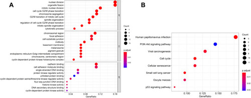 Figure 5 Functional enrichment analysis of the ceRNA network. (A) Results of GO analysis, including BP, CC, and MF; (B) Results of KEGG biological process analysis. The horizontal axis represents the gene ratio. The vertical axis represents lots of the GO terms or KEGG pathways. The size and color of a point represent the number and P-value of the pathway, respectively.