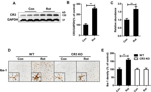 Figure 4 CR3 contributes to microglial activation in rotenone-intoxicated mice. (A) The expression of CR3 in the brainstem was determined by Western blotting, and representative blots are shown. (B) Quantification of the band densities of the CR3 blots. Results were mean ± SEM from four mice for each group and were analyzed by t test (t = −9.098, V = 6, P = 0.000). (C) Real-time PCR was performed to detect the gene expression level of CR3 in the brainstem of mice. Results were mean ± SEM from six mice for each group and were analyzed by Wilcoxon (W = 22, Z = −2.722, P = 0.006). (D) Immunohistochemistry with an anti-Iba-1 antibody was performed to stain microglial cells in the LC of rotenone-intoxicated WT and CR3−/- mice, and representative images are shown. (E) Quantification of the density of Iba-1 immunostaining. Results were mean ± SEM from six mice for each group and were analyzed by two-way ANOVA (F(3,20) = 11.544, P = 0.000, post hoc analysis by Tukey’s multiple comparisons test). **P<0.01; Scale bar = 100 μm.