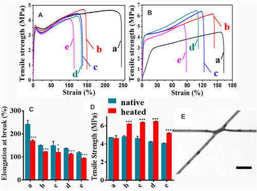 Figure 6 Mechanical properties of nanofiber membranes. Typical stress curves of (A) native and (B) heated nanofiber membranes. (C) Elongation break and (D) tensile strength of nanofiber membranes. (a) PLLA; (b) PLA/TTCP25; (c) PLA/TTCP35; (d) PLA/TTCP45; (d) PLA/TTCP55. (E) The TEM image of PLA/TTCP45. Scale bar represents 4 μm. *P<0.5, ***P<0.01.