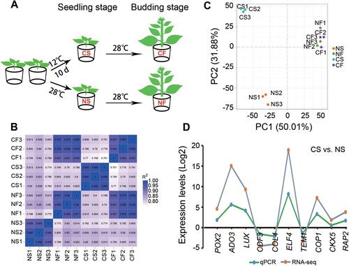 Figure 2. Quality assessment of RNA-seq data. (A) Overview of the experimental design. (B) Pearson correlation between the 12 samples based on expression level. (C) Principal component analysis performed on the 12 samples based on the gene expression profile. (D) Verification of the RNA-seq expression by qRT-PCR. L25 was used as an internal control.