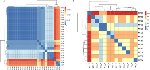 Figure 4. Clustering heatmap of comparison between microsatellite genotypes and genomic SNPs of all representative strains (A), strains belonging to epidemic cluster (B). Gradient colour represents the numbers of pairwise genomic SNPs (bp). MT, microsatellite.