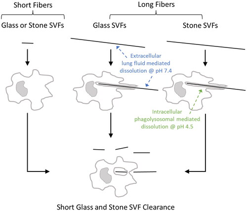 Figure 2. Mechanisms of dissolution SVFs depend on the length of the fiber and chemical composition. Irrespective of the composition, short fibers are cleared by direct or macrophage-mediated transport out of the lungs. For long glass SVFs, dissolution and subsequent breakage into shorter fibers occurs in extracellular space and neutral pH 7.4 of the lung lining fluid. In contrast, stone SVFs generally undergo minimal dissolution at neutral pH, but are readily dissolved and broken into shorter fiber segments in the acidic environment (pH 4.5) of the macrophages phagolysosome.