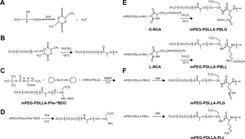 Figure 1 Synthesis steps of different polymers.Notes: (A) d,l-Lactide; (B) mPEG-PDLLA; (C) mPEG-PDLLA-Phe-NBOC; (D) mPEG-PDLLA-NH2; (E) mPEG-PDLLA-PBLG and mPEG-PDLLA-PBLL; (F) mPEG-PDLLA-PLG and mPEG-PDLLA-PLL.Abbreviations: mPEG, methoxy PEG; PDLLA, poly(d,l-lactide); PEG, poly(ethylene glycol); Phe-NBOC, N-(tert-butoxycarbonyl)-l-phenylalanine; PLG, polyglutamate; PLL, poly(l-lysine); PBLG, poly(γ-benzyl-l-glutamate); PBLL, poly(γ-benzyl-l-lysine); TFA, trifluoroacetic acid.