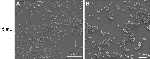 Figure S1 SEM micrographs of PLGA nanoparticles synthesized at different scale-up production volumes using a conventional batch reactor.Notes: (A and B) 15 mL, (C and D) 150 mL, and (E and F) 300 mL.Abbreviations: PLGA, poly(d,l lactic-co-glycolic acid); SEM, scanning electron microscopy.