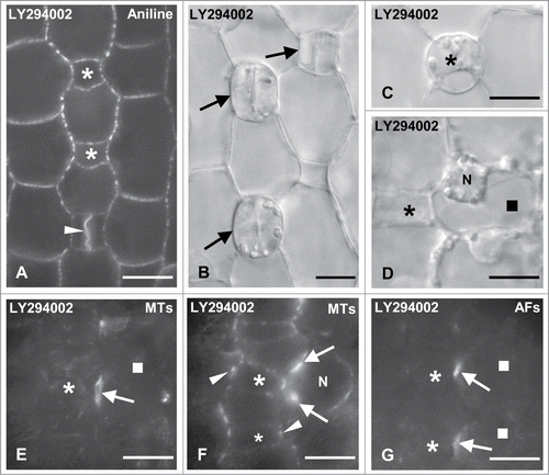 Figure 9. Protodermal areas of seedlings incubated with LY294002. (A and B) Optical sections of stomatal rows after aniline blue staining (A) and under DIC optics (B). The asterisks mark advanced GMCs, the arrows young stomatal complexes and the arrowhead a newly formed daughter cell wall of the symmetrical GMC division. Note the absence of subsidiary cells in all cases. (C and D) Persistent GMC (asterisk in C) and treated SMC (square in D) as they appear under DIC optics. The SMC nucleus (N) has not occupied a polar position near the neighboring GMC (asterisk; cf. Fig. 2C). (E and F) Treated SMC (square) after tubulin immunolabeling in external (E) and median (F) optical planes. The arrows point to the SMC preprophase MT-band and the arrowheads show the GMC interphase MT-ring. N: nucleus. (G) Treated SMCs (squares) after AF staining. The arrows show the AF-patch in each SMC and the asterisks the neighboring GMC. Note the local "protrusion" of the SMCs toward the neighboring GMCs. Treatments: LY294002 50 μM, (A, D–G): 48; (B and C): 72 h. Scale bars: 10 μm.