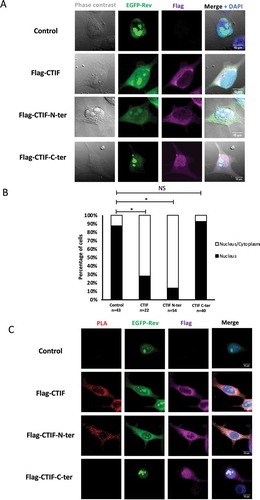 Figure 4. CTIF modifies Rev localization within the cell