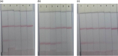 Figure 3. Images of TBBPA analysis using the colloidal gold immunochromatographic strip assay in different samples (a) PBS; (b) rice pudding and (c) lake water. The concentrations of TBBPA were 0, 5, 10, 25, 50, 100 ng/ml (1 = 0, 2 = 5 ng/ml, 3 = 10 ng/ml, 4 = 25 ng/ml, 5 = 50 ng/ml, 6 = 100 ng/ml).