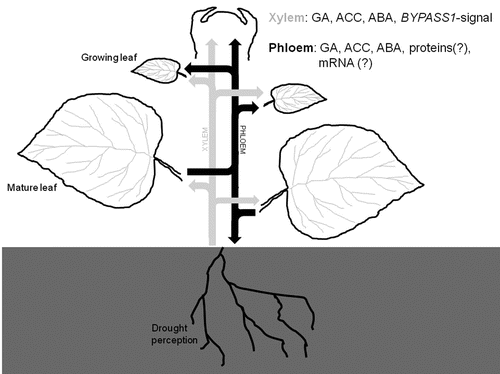 Figure 1 Upon drought perception in the soil, the roots use the transpiration stream of the xylem to send out various (hormonal) signals to the shoot. These signals invoke physiological and molecular responses in both mature and young leaves, and—as revealed by the work of Skirycz et al.Citation13—different hormones act at different developmental stages: ABA in mature leaf cells, and ethylene and GA in expanding and dividing leaf cells. In mature leaves this also prompts the release of secondary signals into the phloem sap, which are transported to sink tissues. In young leaves these phloem-borne signals likely contribute to the dynamic modulation of growth in response to the stress condition.