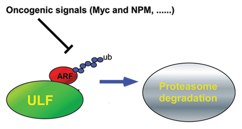 Figure 4 A model of ARF regulation in a proteasome-dependent pathway.