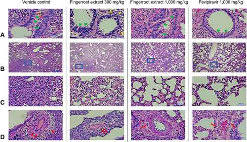 Figure 4 Histopathological changes of lung tissues at day 8 post-infection. (A) Representative H&E images of bronchiole lesion (Scale bars: 50 mm): epithelial bronchiole proliferation (green arrow head) with cytopathic effects and syncytium (red arrow) for vehicle control (50% DMSO), and mild peribronchial inflammation (yellow arrow) in fingerroot extract 300 and 1000 mg/kg and favipiravir 1000 mg/kg (n = 12 per treatment group, 4 per subgroup). (B) and (C) Representative H&E images of alveolar lesion: diffuse interstitial pneumonia was observed in the vehicle control (50% DMSO), multifocal interstitial pneumonia (yellow star) was observed in fingerroot extract 300 and 1000 mg/kg and favipiravir 1000 mg/kg. (C) Parenchyma and airway were expanded by mononuclear inflammatory cells and hyaline matrix. The severity of alveolar lesions was visually improved in fingerroot extract 300 and 1000 mg/kg and favipiravir 1000 mg/kg (n = 12 per treatment group, 4 per subgroup). (C) are magnifications of the blue boxes shown in (B) (Scale bars: 500 mm (B) and 50 mm (C)). (D) Representative H&E images of vascular lesions (Scale bars: 50 mm): a moderate degree of perivascular edema and mononuclear cells infiltration (red arrow) was shown in the vehicle control (50% DMSO) and fingerroot extract 300 mg/kg, while a mild degree of perivascular edema and cellular infiltration was shown in fingerroot extract 1000 mg/kg and favipiravir 1000 mg/kg (n = 12 per treatment group, 4 per subgroup).