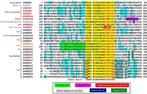 Fig. 1. Alignment of partial amino acid sequences surrounding the Nudix motifs in AtNUDXs.Note: The preferred substrate is indicated in the left side.