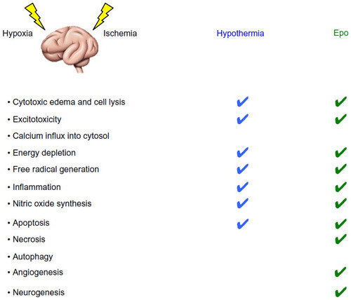 Figure 1 Comparison of mechanisms of neuroprotection between therapeutic hypothermia and erythropoietin (Epo).