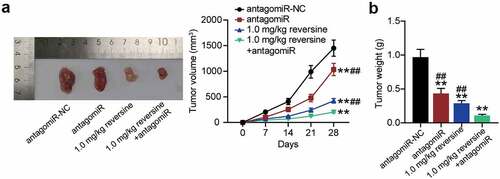 Figure 4. Reversine combined with miR-21-5p inhibitor weakens the tumor growth of HBC in vivo (a) Tumor growth curves in xenograft formation assay, and the representative images of xenograft tumors dissected from the nude mice. (b) The tumor weight of xenograft tumors dissected from the nude mice. ** P < 0.001 compared to antagomiR-NC group. ## P < 0.001 compared to 1.0 mg/kg+antagomiR group.