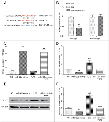 Figure 2. MiR-422a downregulated PLP2 expression in BCSCs. (A) MiRanda predicted site 285 as binding sites. (B) Dual-Luciferase reporter assay verified that miR-422a directly targeted at PLP2 wild type and downregulated luciferase activity (P < 0.05). (C-F) MiR-422a expression was increased in miR-422a mimics group and miR-422a mimics+PLP2 group. PLP2 expression was decreased in miR-422a mimics group and increased in PLP2 group, but was not influenced significantly in miR-422a mimics+PLP2 group. **P< 0.01 indicated significant difference compared with NC group.