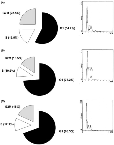 Figure 4. DNA Cell cycle progression in PC3 cells treated by unconditioned DMEM (A left panel), Day 3 (B left panel) or 1 week (C left panel) AMSCs Conditioned Media as assessed by Propidium Iodide staining followed by Flow Cytometry. A, B and C right panels: representative plots of FACS analysis, E = G1 phase; F = G2/M phase; B = S phase.