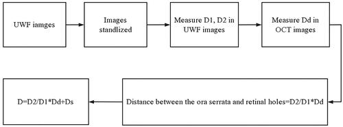 Figure 2. Flowchart of computational formula. D1, optic disc transverse diameter. D2, the distance between the centre of the retinal hole and the edge of the image in the extension line of the macular fovea and retinal hole. Dd, the optic disc transverse diameter measured by optical coherence tomography. Ds, distance between the ora serrata and limbus.