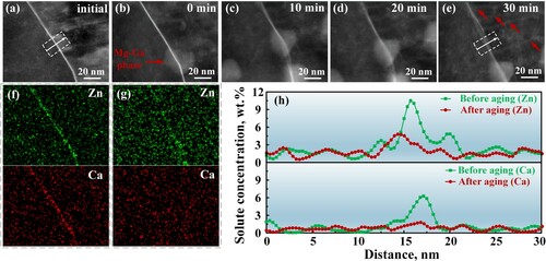 Figure 5. (a–e) HAADF-STEM images of pre-strained ZXTM1000 alloy during in-situ heating. (a) before heating, (b) reaching at 175°C, (c) 175°C for 10 min, (d) 175°C for 20 min, (e) 175°C for 30 min. (f, g) STEM-EDS mapping results of (f) before and (g) after heating. (h) Line scanning results extracted from the EDS mapping data, corresponding to the specific regions in (a) and (e).