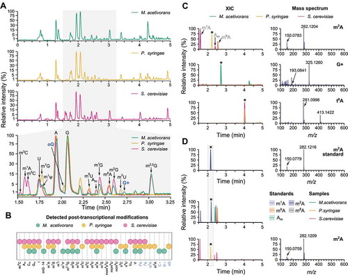 Figure 2. Analysis of tRNA modifications in representative microorganisms of each kingdom of life. (A) Individual TICs of archaeal (M. acetivorans), bacterial (P. syringae) and eukaryotic (S. cerevisiae) modifications and their overlay showing the variability of tRNA modifications across kingdoms of life. Zoomed section displays the differences in modifications present in each organism and modifications identified without standards are in blue. (B) Summary of detected modifications in each microorganism. Modifications identified without standards are in blue. (C) Identification of unknown peaks present in biological samples. Overlay of XICs across all three organisms (left panel) and their respective mass spectra (right panel) highlighting the unique ionization profiles. Arrows in spectra point to neutral loss ions. In XICs, the peak of interest is marked by *. (D) Confirmation of m2A identity by XIC analysis of the m2A standard alone (top panel) or in a mixture (middle panel) with all five naturally occurring methylated adenosines (m1A, m2A, m6A, m8A, Am). The retention time and mass spectrum of the m2A standard (top panel) corresponds to that of the previously unassigned peak (marked by *) in the bacterial (P. syringae) sample (bottom panel)