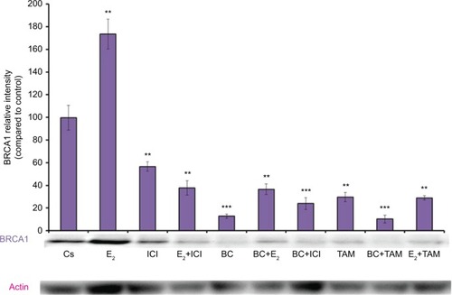 Figure 8 The effects of hormones and antihormones in combination with BC on BRCA1 expression in T-47D cells.