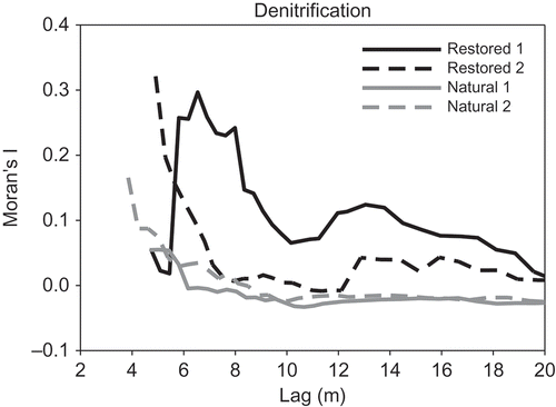 Figure 4. Moran’s I values for denitrification across lag distances in natural and restored wetlands.