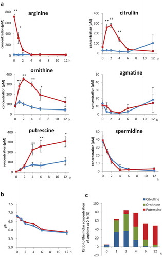 Figure 1. Polyamines and intermediates in faecal cultures Time course of (a) arginine, citrulline, ornithine, agmatine, putrescine and spermidine, as measured by UPLC, and (b) pH of faecal cultures supplemented with 1 mM arginine (red) or PBS (blue) (c) Ratio of total citrulline, ornithine, and putrescine to the molar concentration of arginine at 0 h; error bars indicate standard error (n = 7); *, p < 0.05; **, p < 0.01 compared with PBS by two-way analysis of variance without replication, followed by post-hoc Bonferroni multiple comparison test (a, b).