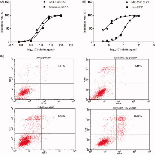 Figure 8. Knockdown AKT3 in Hela/DDP cells increased its sensitivity to cisplatin and apoptotic rate. (A) CCK-8 assay showed that after treating with AKT3-siRNA Hela/DDP’s sensitive to cisplatin changed slightly. (B) CCK-8 assay was performed to examine cell survival. After treating with MK-2206 for 24 h, Hela/DDP cells showed more sensitive to cisplatin. (C) Apoptotic rate of Hela/DDP cells was measured through using Annexin-V/PI staining on a flow cytometry.